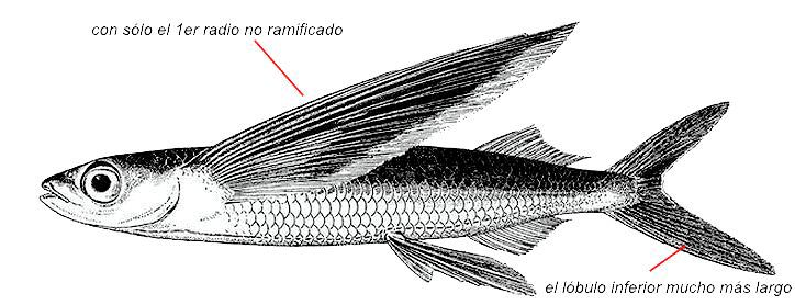Hirundichthys speculiger_01.jpg